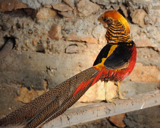 İnşaat İşçisinin İlginç Kuş Merakı