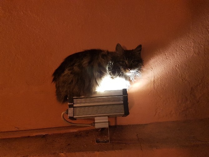 Kedinin Sobası Aydınlatma Lambası