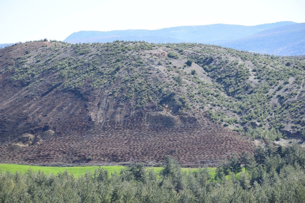 Kiliste Yanan Orman Alanı Yeniden Ağaçlandırılıyor