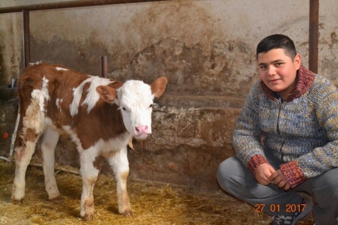 Kütahyada 146 Aileye Süt Sığırcılığı Kredi Katkısı