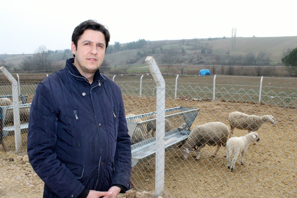 Kuzuları Anne Sütü Hayatta Tutuyor