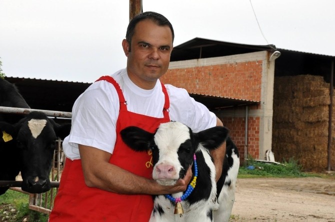 Manisada Hayvancılığa Yüzde 50 Hibe Desteği