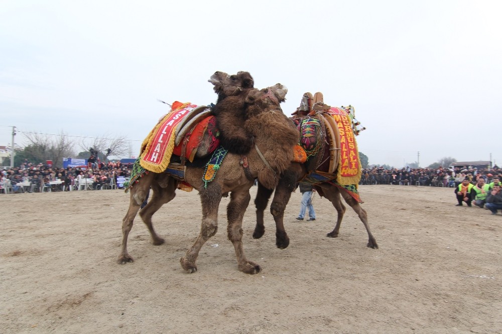 Mendereste Deve Güreşleri Festivali