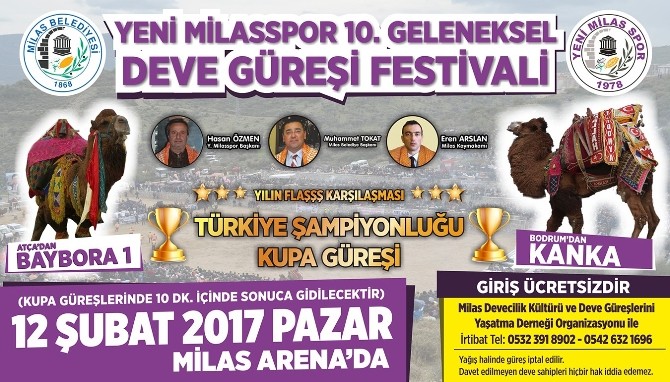 Milasta 10. Geleneksel Deve Güreşi Festivali Heyecanı