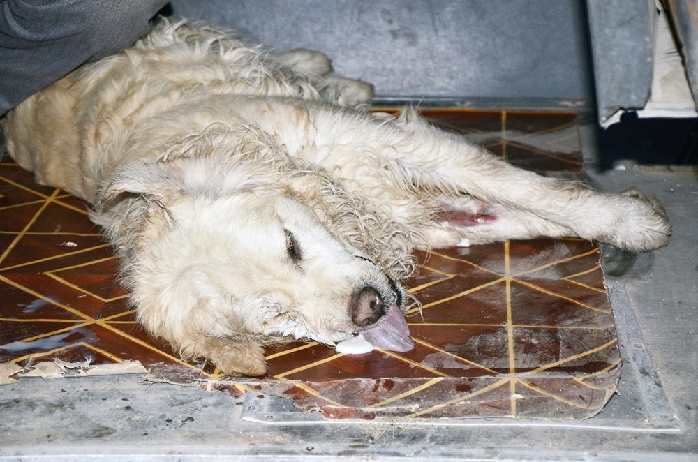 Milasta 15 Hayvan Telef Edildi