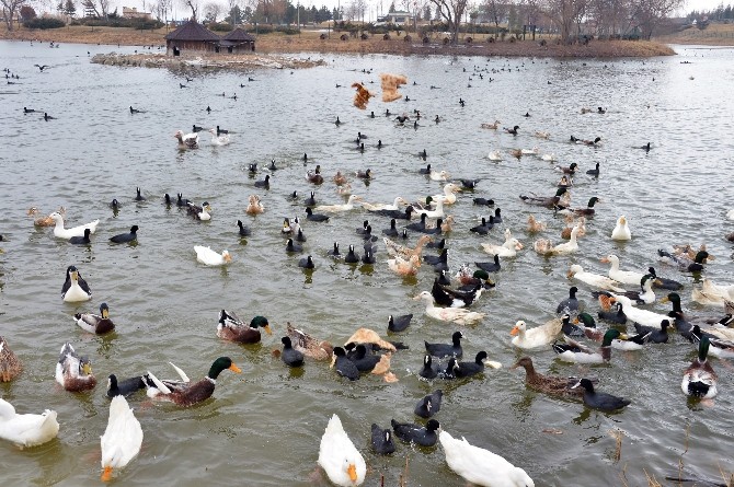 Ördekler Moganda Doğal Yaşama Kavuştu