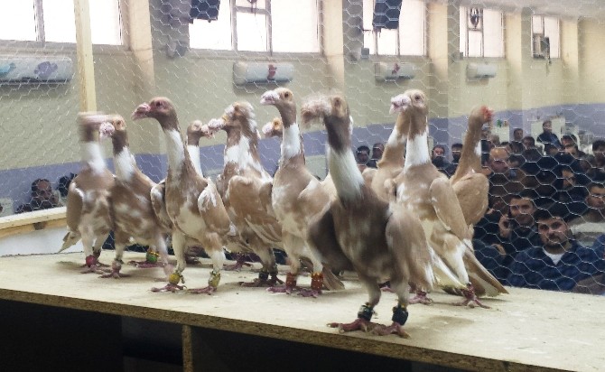 Osmaniye Güvercin Festivalinin Kazananları Belli Oldu