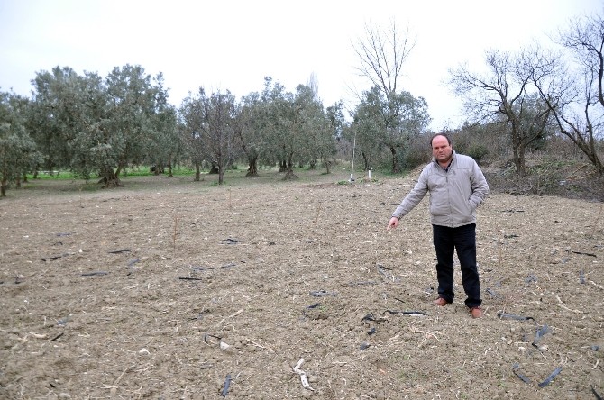 (Özel Haber) Bu Tarlalara Köstebek Değil Hırsız Dadandı