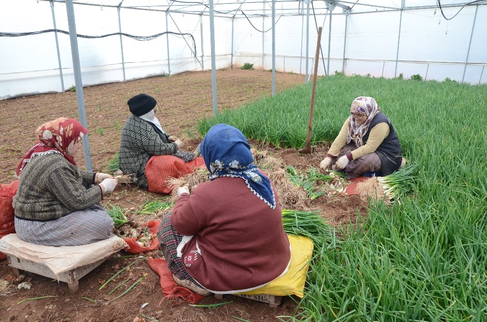 (Özel Haber) İstanbulun Yeşillik İhtiyacının Büyük Kısmı Bu İlçeden Karşılanıyor