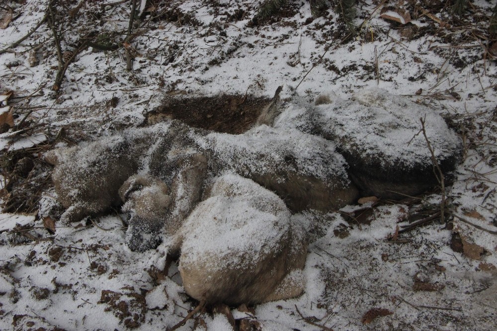 (Özel Haber) Karda Köpekler Bir Birlerine Sarılarak Dondu