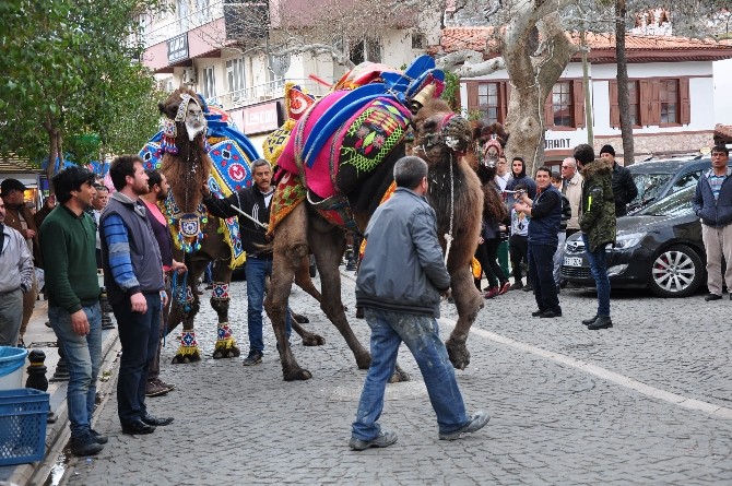 Pehlivan Develer Milasta Görücüye Çıktı