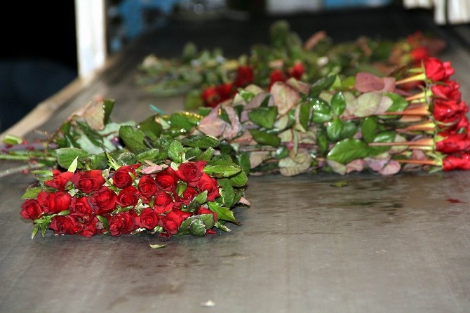 Sevgililer Gününün Favori Çiçeği Gül