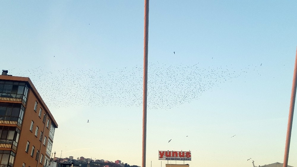 Sığırcıkların Gökyüzü Dansı İzmitlileri Hayran Bıraktı