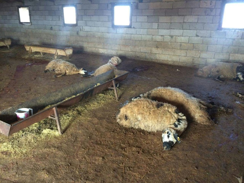 Siverekte 90 Koyun Telef Oldu