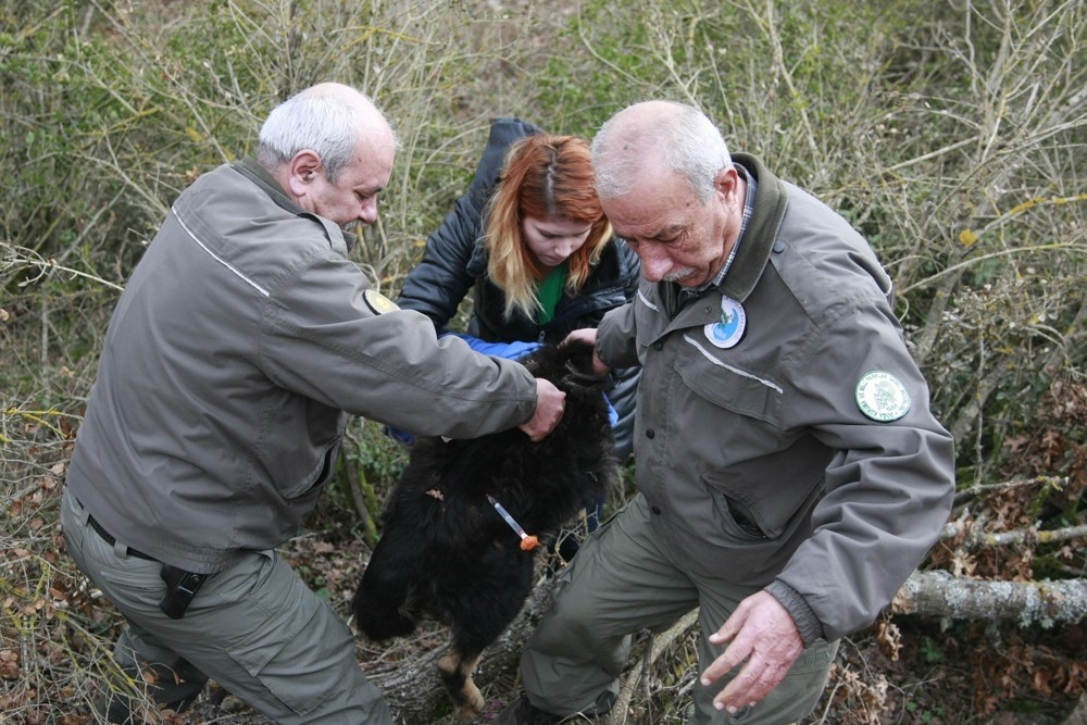 Siyah Kurt Diye Günlerce Besledi Köpek Çıktı
