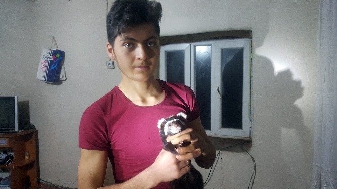 Soğuktan Kaçan Kokarca Köyün Neşesi Oldu