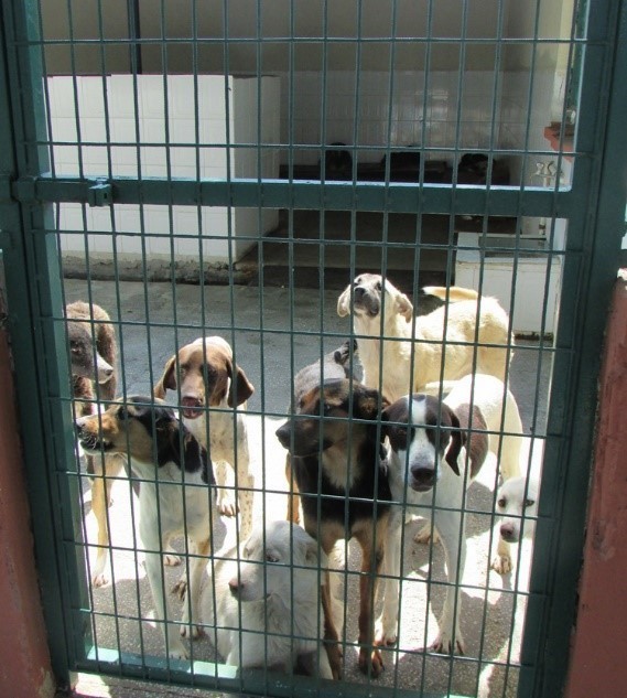 Sokak Hayvanları Sahipsiz Kalmadı