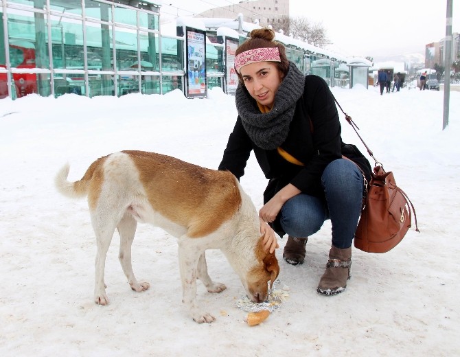 Sokak Köpeğinin Zor Anlarına İnsan Merhameti Yetişti
