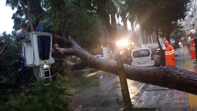 Sökede Fırtına Dev Çam Ağacını Devirdi