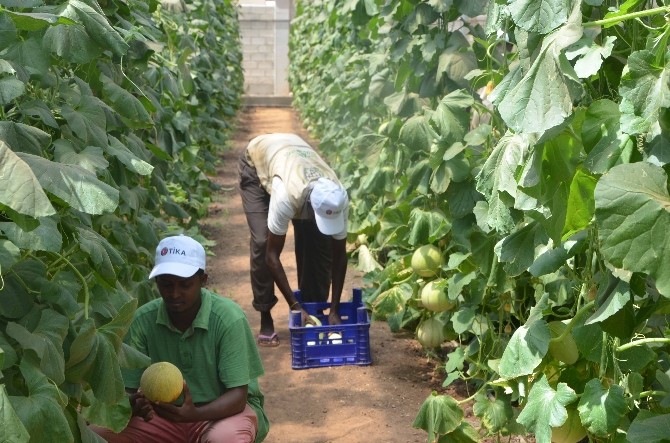 Somali Tarım Okulu Projesi Yılın Projesi Seçildi