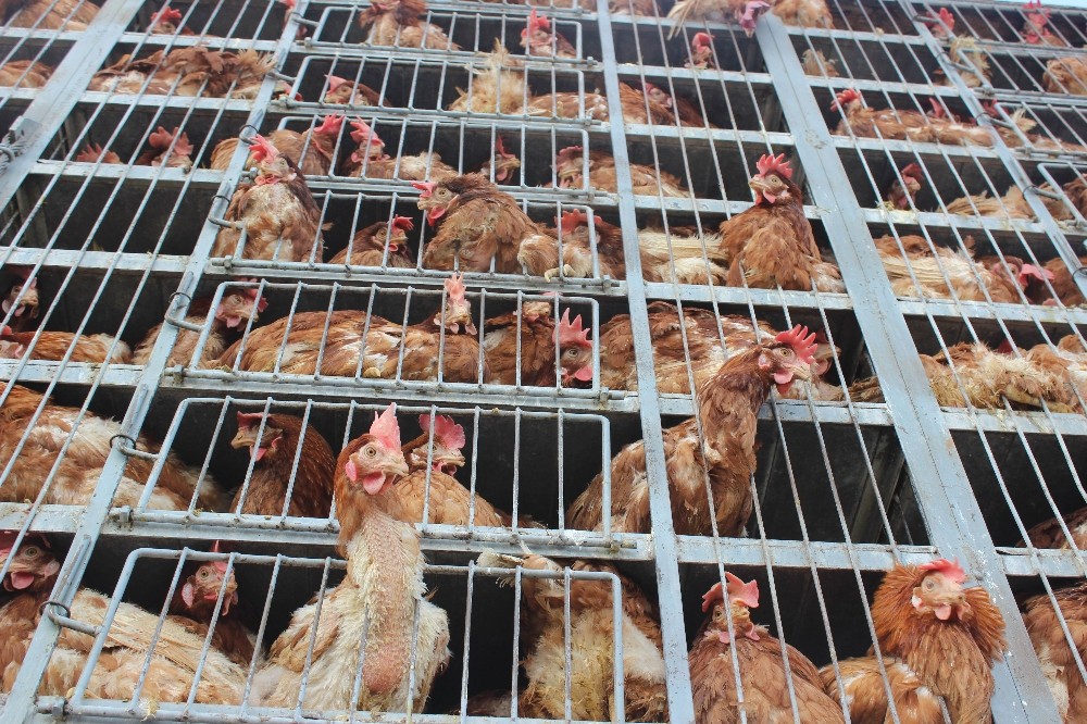 Suriyeye Canlı Tavuk Gönderiliyor