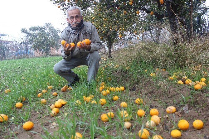 Tarlada Bedava Markette Ateş Pahası