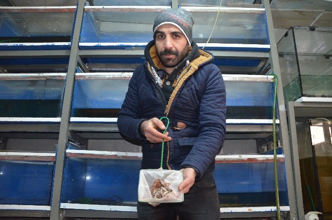 Tatvanda Oksijensiz Kalan Yüzlerce Süs Balığı Telef Oldu