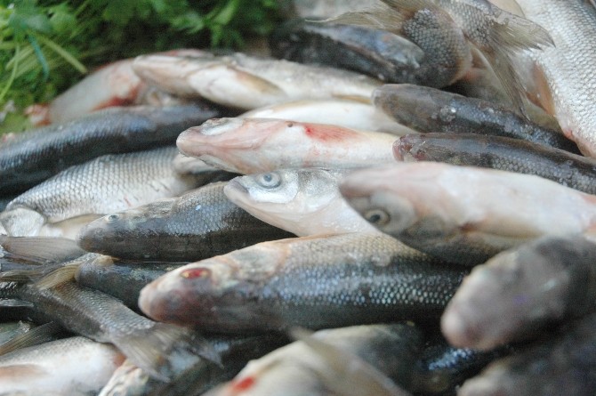 Tezgâhlarda ‘İnci Kefali Bereketi