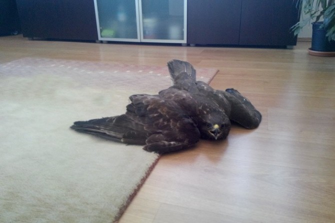 Yaralı Doğana Yardım Eli