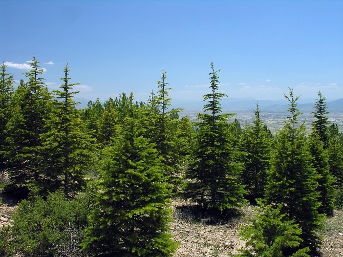 Yozgatta 70 Milyon 538 Bin Fidan Toprakla Buluştu