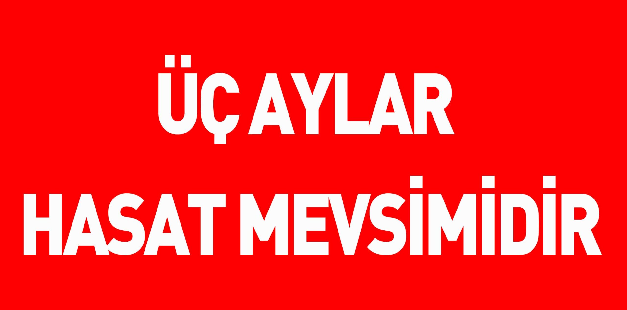 ÜÇ AYLAR HASAT MEVSİMİDİR