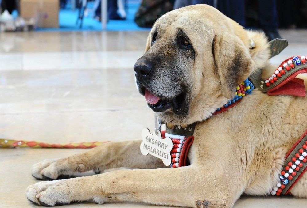 Aksaray Malaklısı İlgi Odağı Oldu