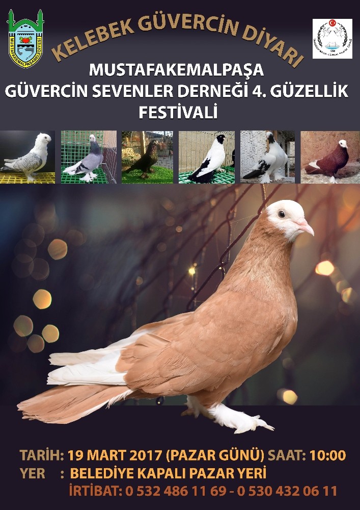M. Kemalpaşada Güvercin Festivali
