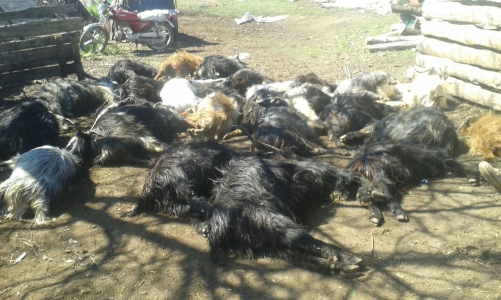 Zehirli Ot Yiyen 27 Keçi Telef Oldu