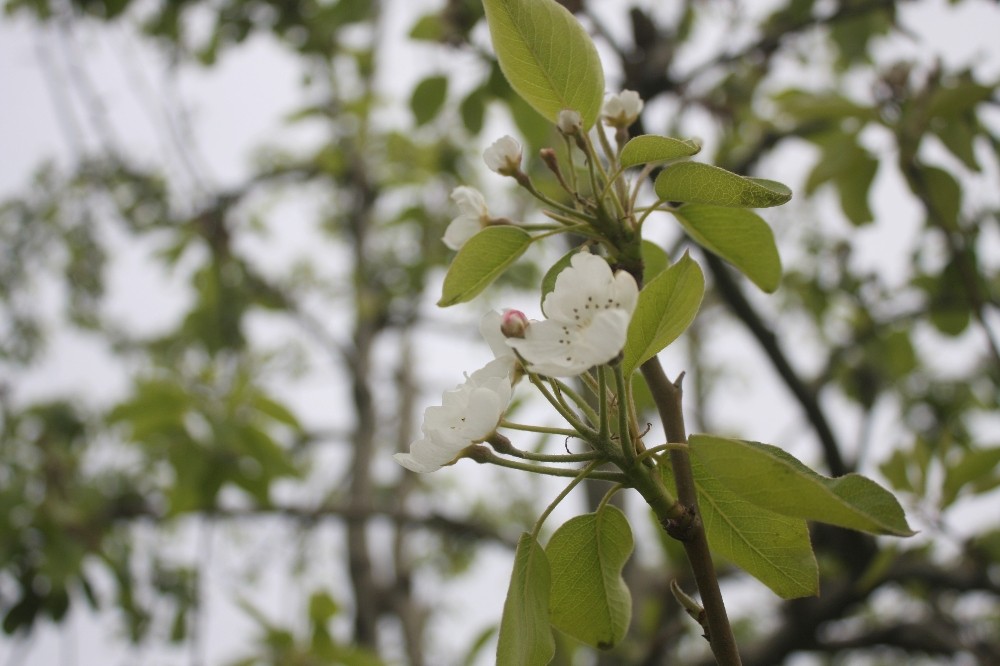 Bu Sene Meyve Bolluğu Yaşanacak