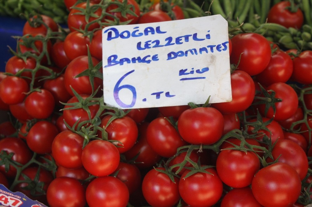 Domates Tavukla Yarışıyor