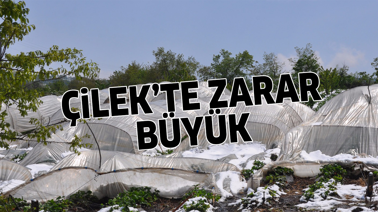 ÇiLEK’TE ZARAR BüYüK