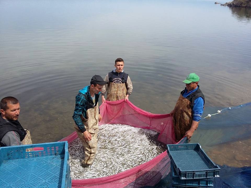 İznik Gölünde Gümüş Balığı Sezonu Açıldı