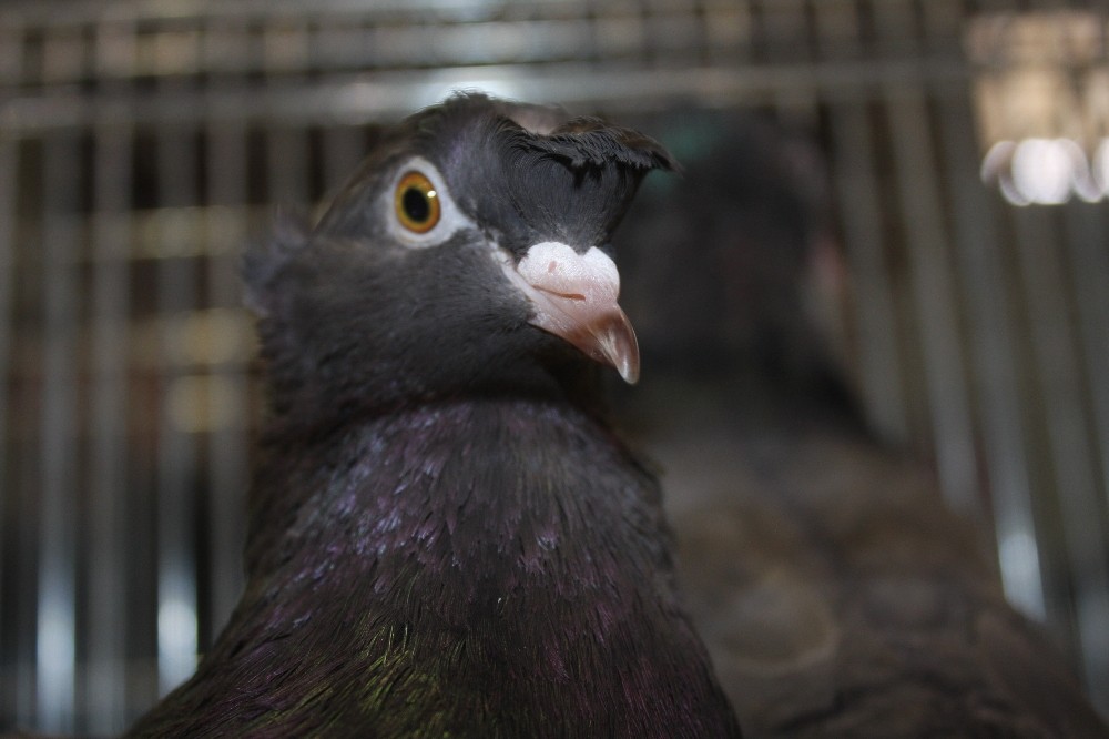 Nadide Güvercinler Bursada Sergilendi