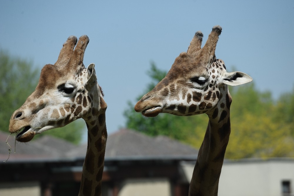 (Özel Haber) Bursanın Afrika Savanası Yaza Hazır