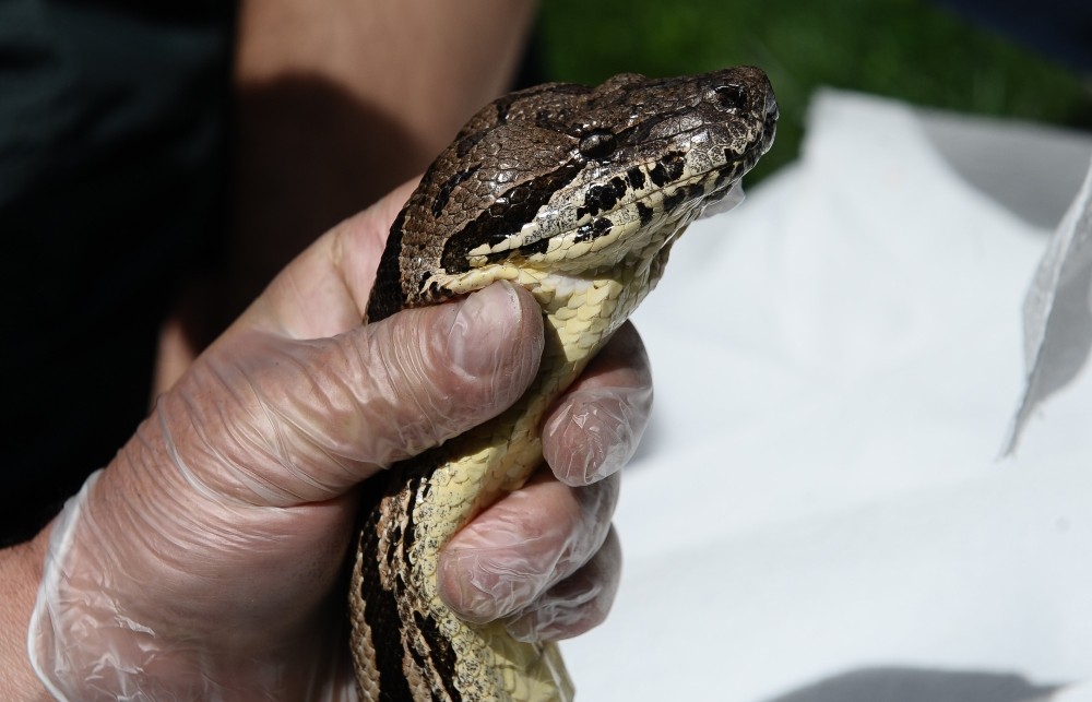 (Özel Haber) Dev Yılana Nefes Kesen Uçuk Operasyonu