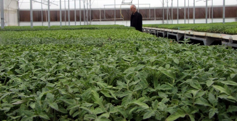 (Özel Haber) Domates Fiyatlarını Artıran Sebep Ortaya Çıktı