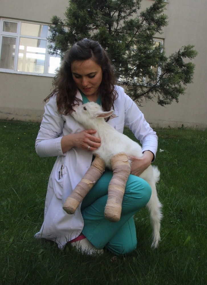 (Özel Haber) Yürüyemeyen Yavru Keçiyi Zıplattılar