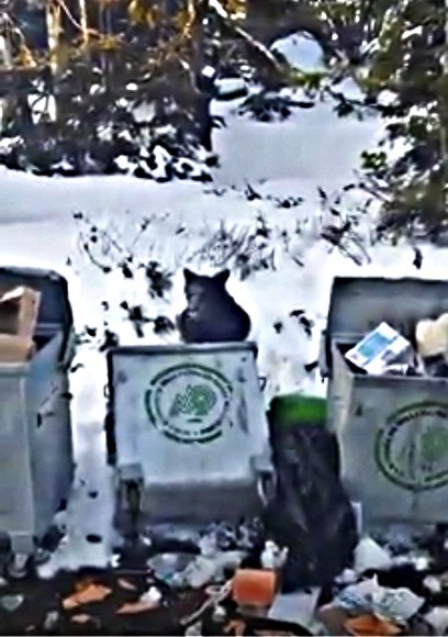 Uludağda Aç Kalan Ayı Çöpte Yiyecek Aradı