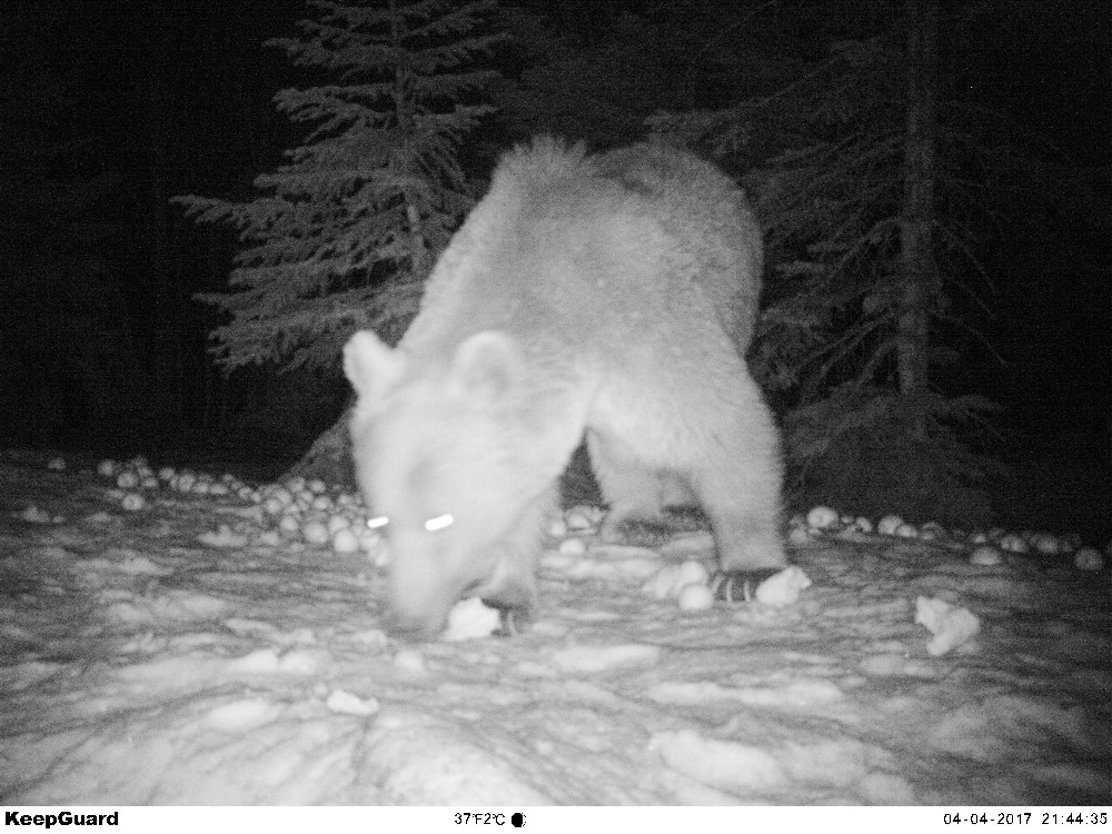 Uludağın Ayıları Fotokapana Takıldı