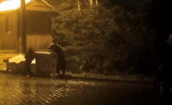 Yer Uludağ… Ayılarla Başbaşa