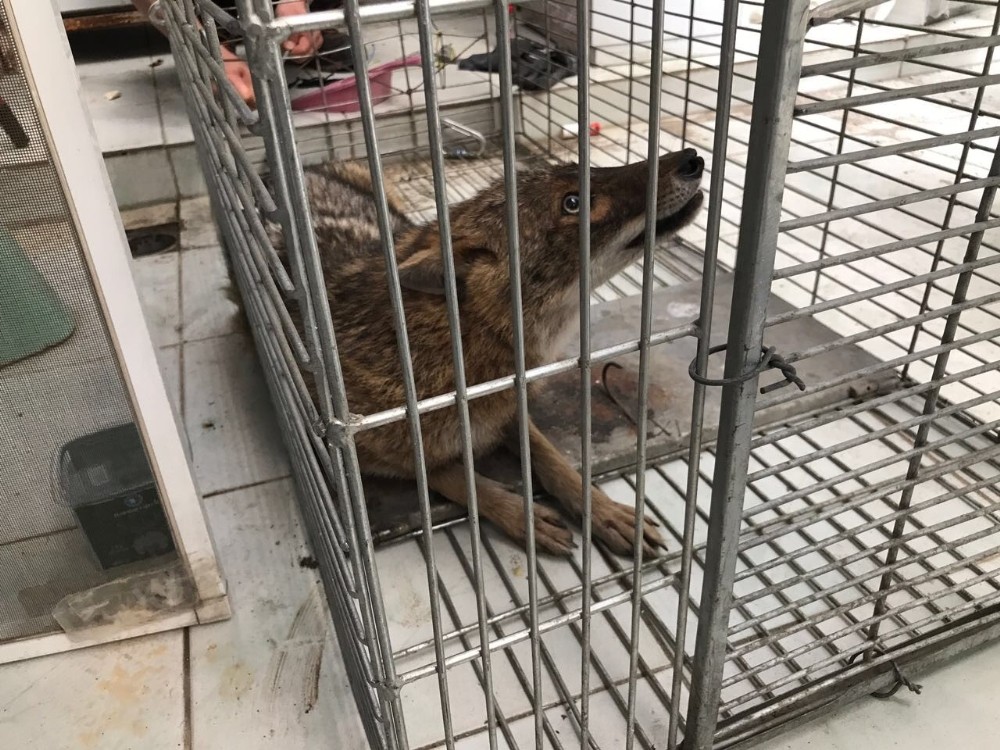 Bursada Çakal Kurtarma Operasyonu