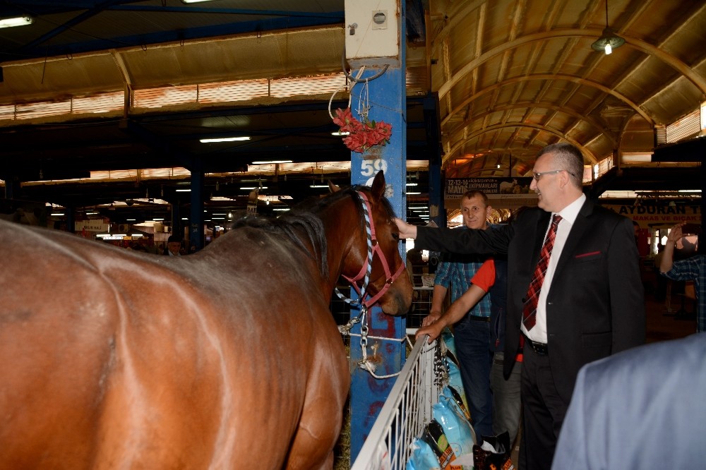 Çobanlar Karacabeyde Buluştu
