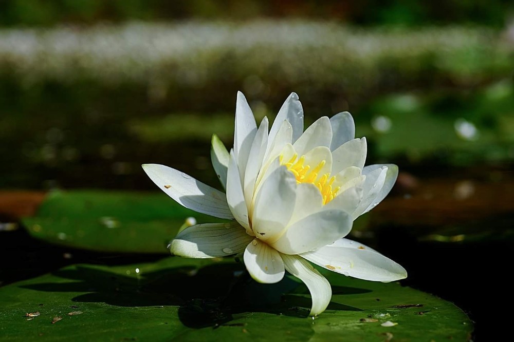 Karacabey Longozunda Baharın Eşsiz Güzelliği
