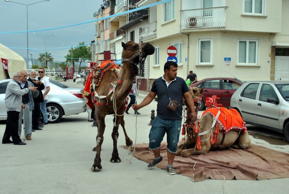 Manavgatın Develeri Mudanya Turunda